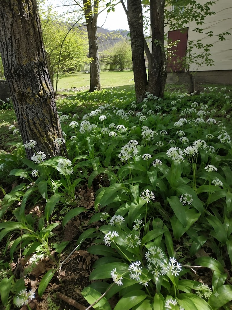 Meškiniai česnakai, 40 sėklų (lot. Allium ursinum)