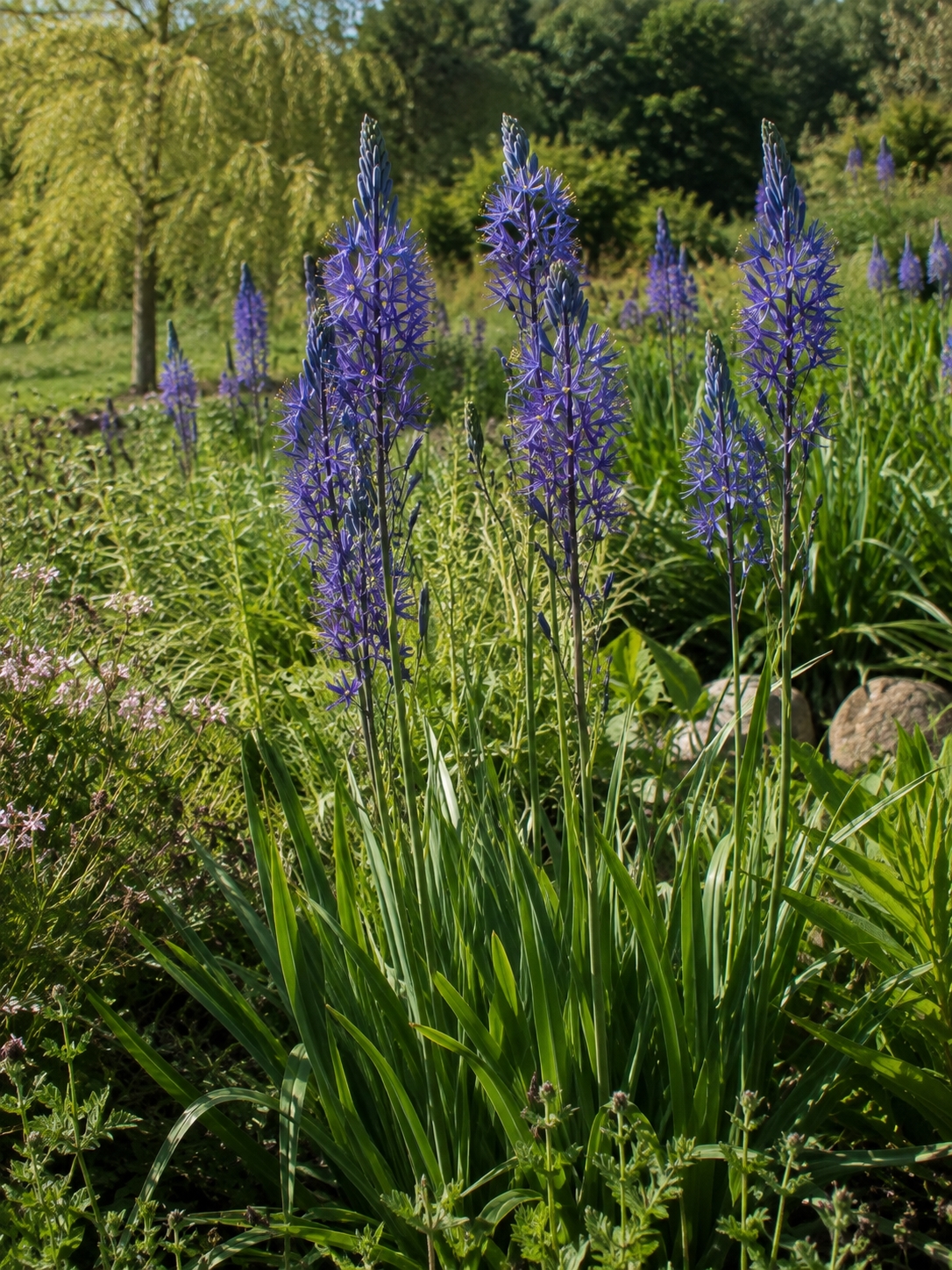 Grakščioji kamasija ‘Caerulea’ 24+ (Camassia leichtlinii)