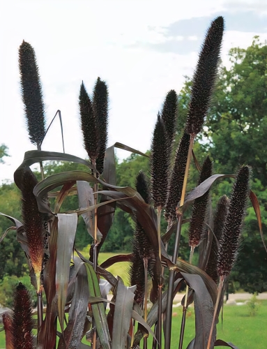 Varpotoji soruolė Purple Majesty F1 (Pennisetum glaucum), 5 sėklos