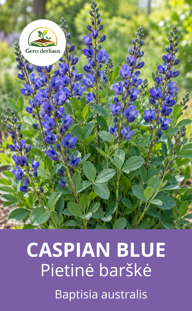 Pietinė barškė 'Caspian blue' (Baptisia australis) 14 sėklų