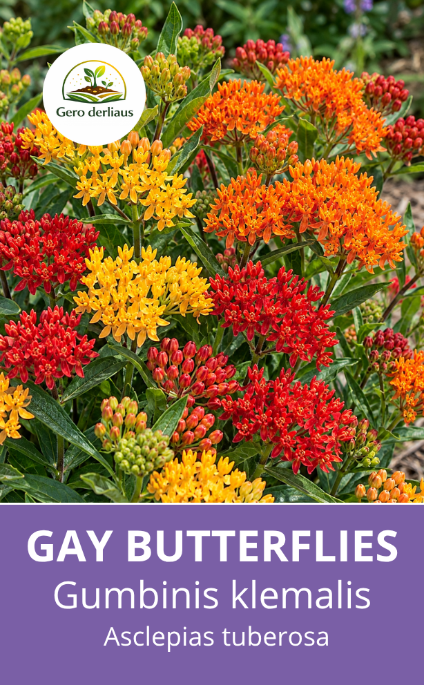 Gumbinis klemalis 'Gay butterflies' mišinys (Asclepias tuberosa) 14 sėklų