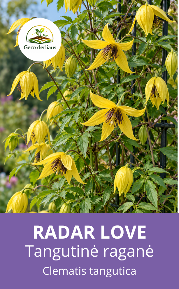 Raganė tangutinė 'Radar love' (Clematis tangutica) 80 sėklų