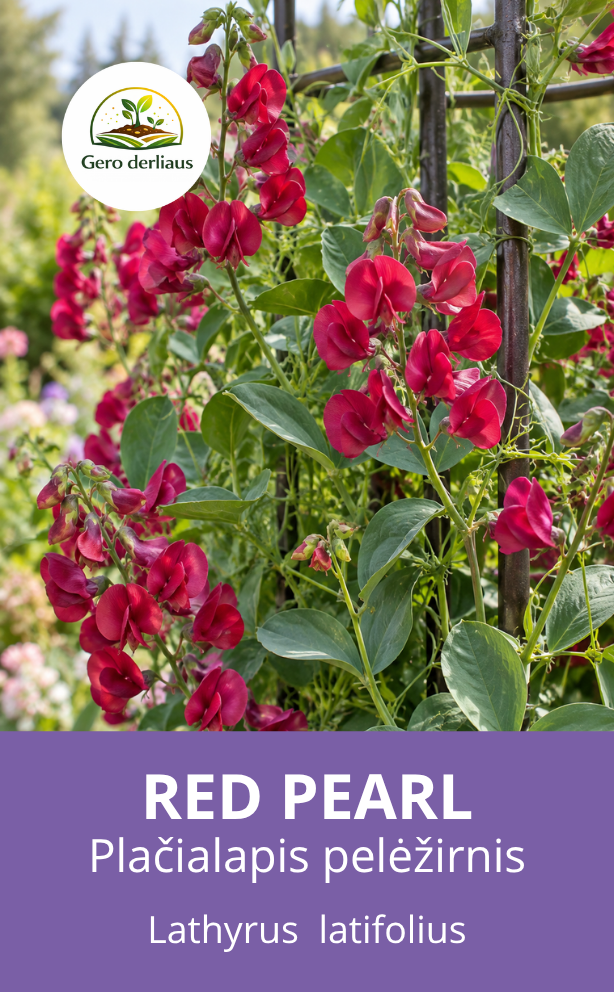Pelėžirnis plačialapis (daugiametis) 'Red Pearl' ( Lathyrus latifolius) 10 sėklų