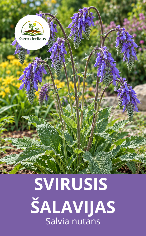 Šalavijas svirusis (Salvia nutans) 18 sėklų
