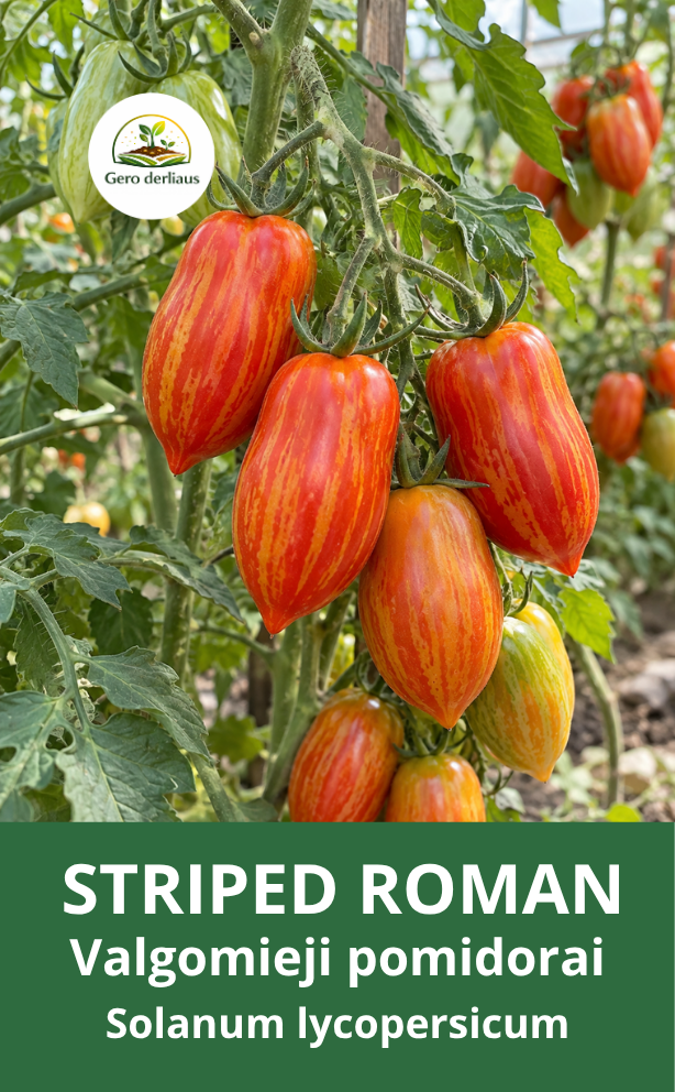 Valgomieji pomidorai ' Striped Roman' 5 sėklos (Solanum lycopersicum)