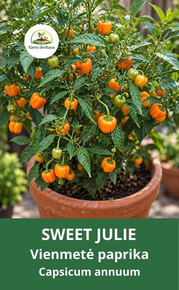 Vienametė paprika (saldžioji) ‘Sweet Julie’ 5 sėklos (Capsicum annuum)