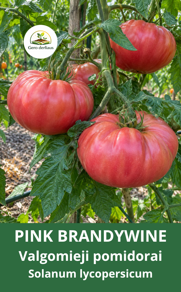 Valgomieji pomidorai 'Pink Brandywine' 10 sėklų (Solanum lycopersicum)