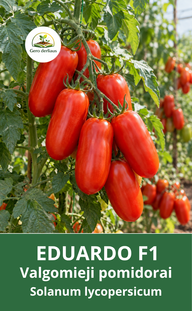 Valgomieji pomidorai Eduardo F1 5 sėklos (Solanum lycopersicum)