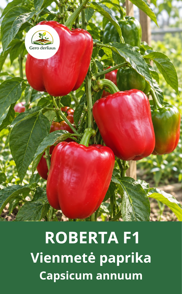Vienametė paprika (saldžioji) Roberta F1 5 sėklos (Capsicum annuum)