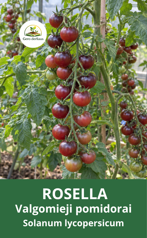 Valgomieji pomidorai 'Rosella' 5 sėklos (Lycopersicon esculentum)