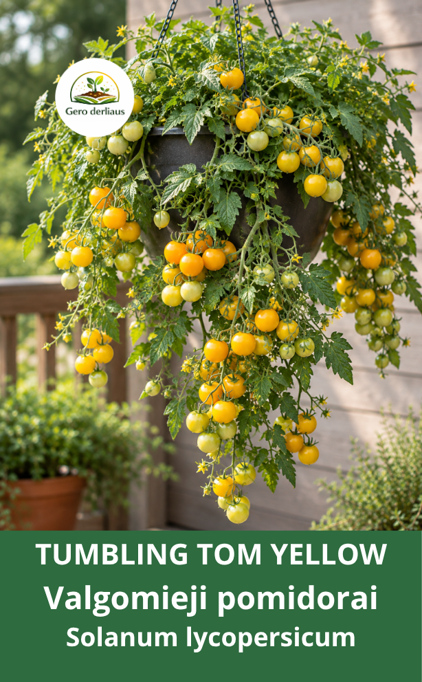 Valgomieji pomidorai 'Tumbling Tom Yellow'  5 sėklos  (Solanum lycopersicum)