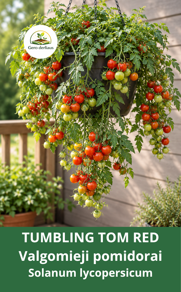 Valgomieji pomidorai 'Tumbling Tom Red' 5 sėklos (Solanum lycopersicum)