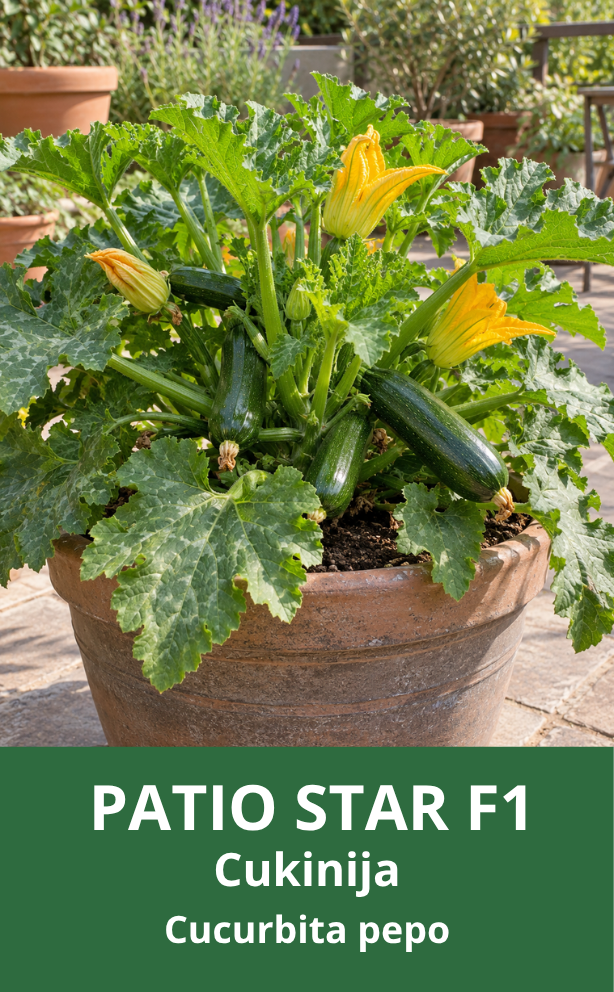 Cukinijos Patio Star F1 (lot. Cucurbita pepo) 5 sėklos