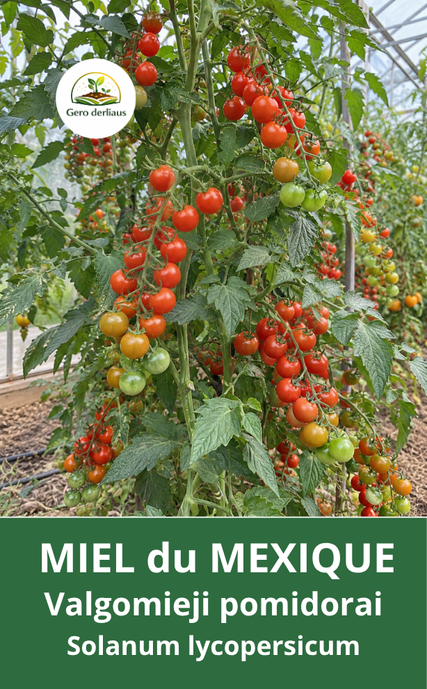 Valgomieji pomidorai ‘Miel du Mexique’ 5 sėklos (Solanum lycopersicum)