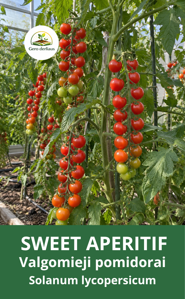 Valgomieji pomidorai ‘Sweet Aperitif’ 5 sėklos (Solanum lycopersicum)