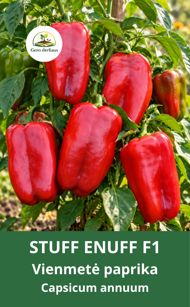 Vienametė paprika (saldžioji) Stuff Enuff F1 5 sėklos (Capsicum annuum)