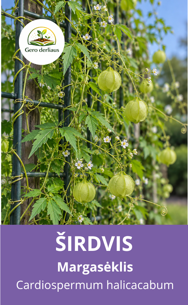 Margasėklis širdvis 30 sėklų (Cardiospermum halicacabum)