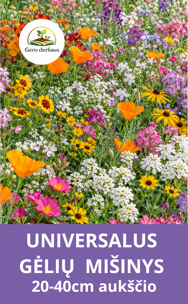 Universalus vienmečių ir daugiamečių gėlių mišinys (20-40cm aukšio)