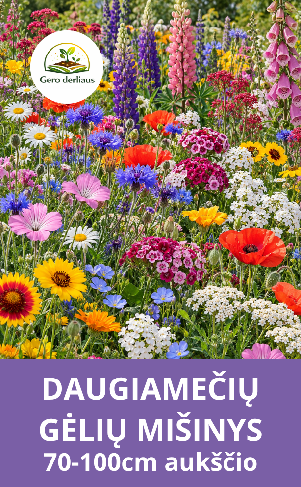 Daugiamečių sodo gėlių mišinys, sėklų  5g