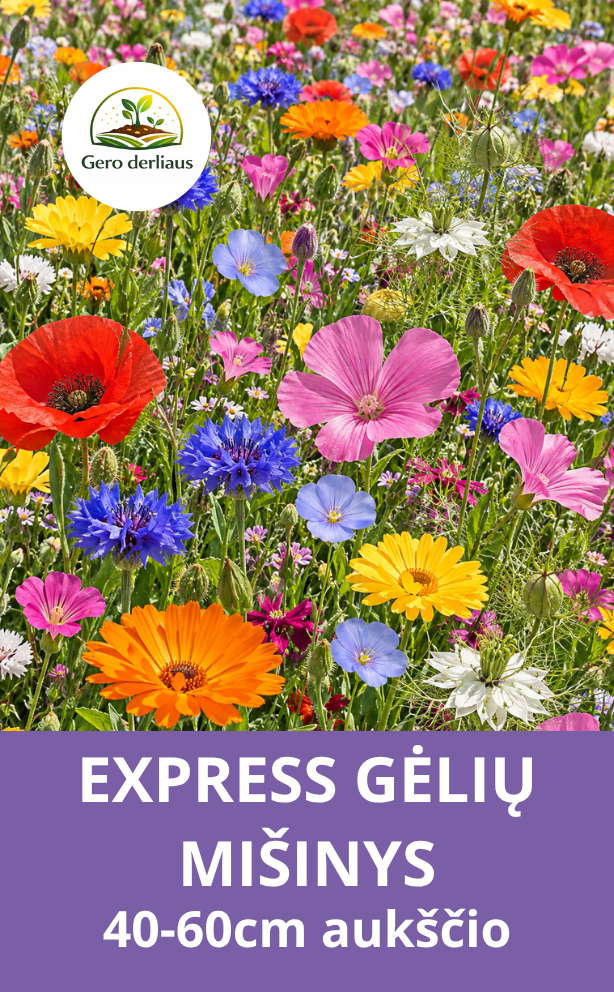 Vienmečių gėlių mišinys 'Express', 40-60cm aukščio
