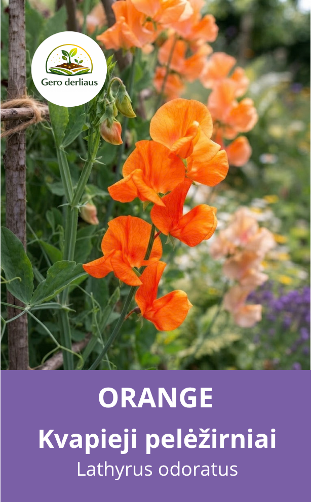 Kvapusis pelėžirnis QIS® 'Spring Sunshine Orange' 25 sėklos (Lathyrus odoratus)